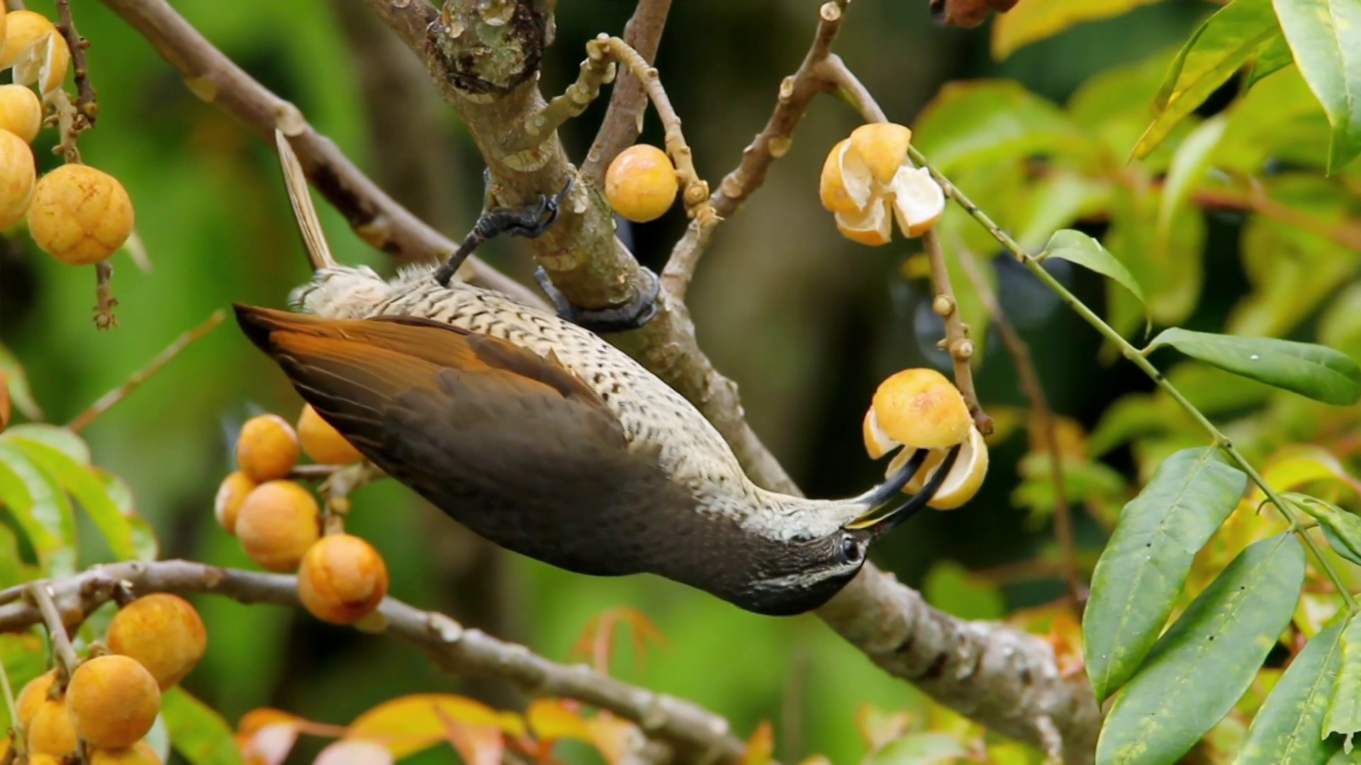 Кадр 4 з Райські птахи Аттенборо