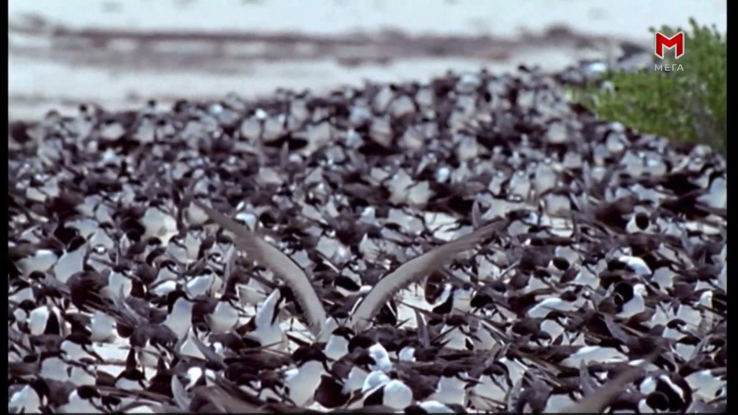 Кадр 3 з Сейшельські острови