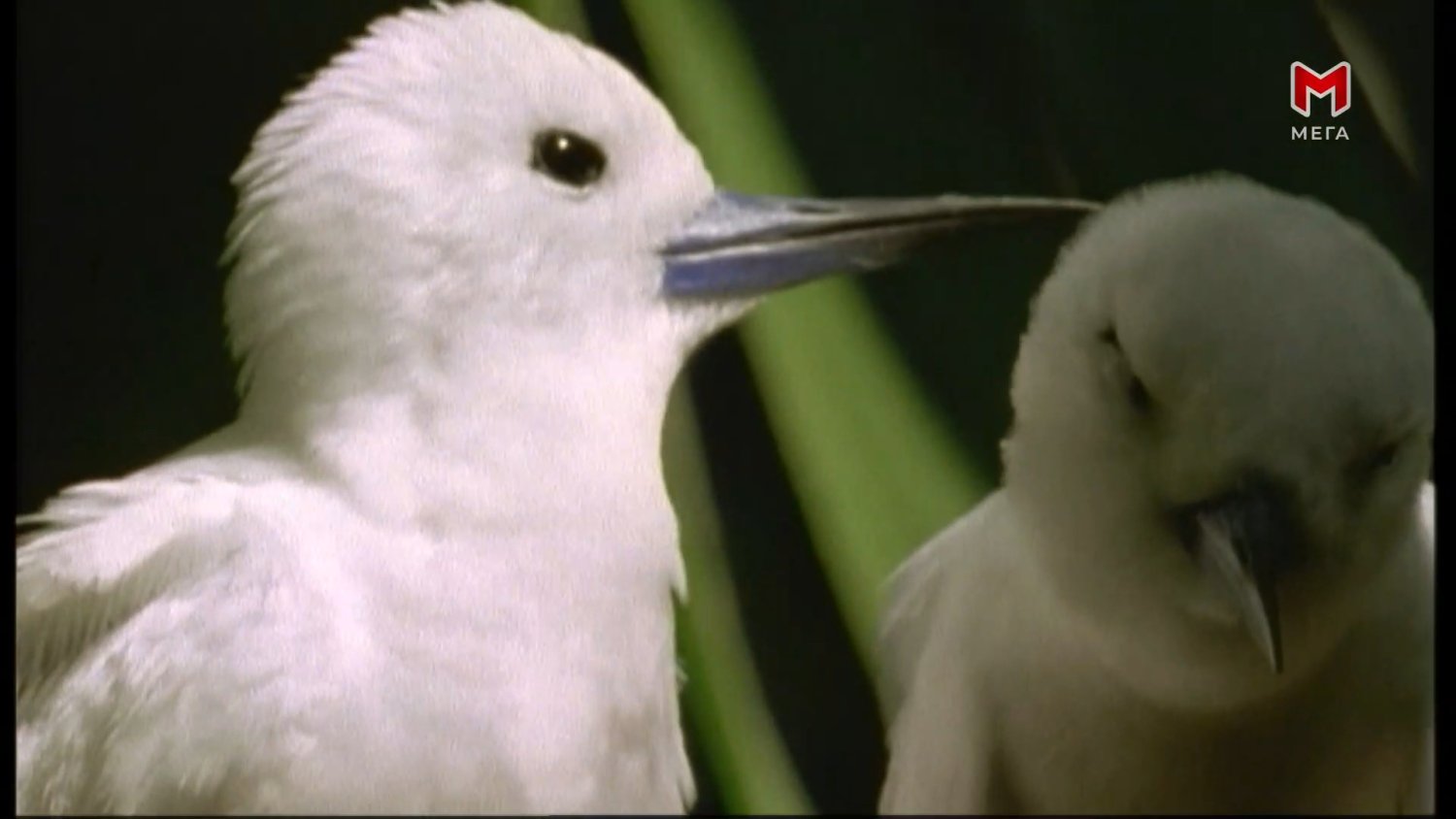 Кадр 4 з Сейшельські острови