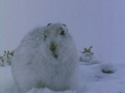 Кадр 3 з Світ природи 38 сезон