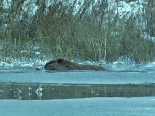 Кадр 4 з Світ природи 38 сезон