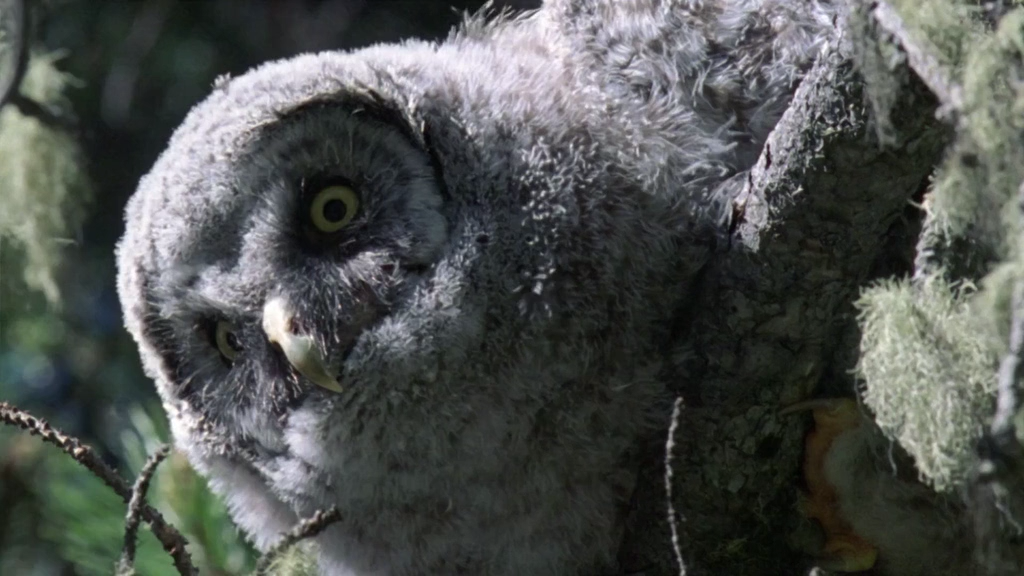 Кадр 2 з Світ природи: Сови. Поза магією