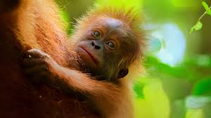 Кадр 1 з Таємне життя орангутангів