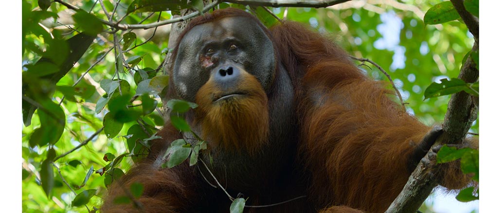 Кадр 2 з Таємне життя орангутангів