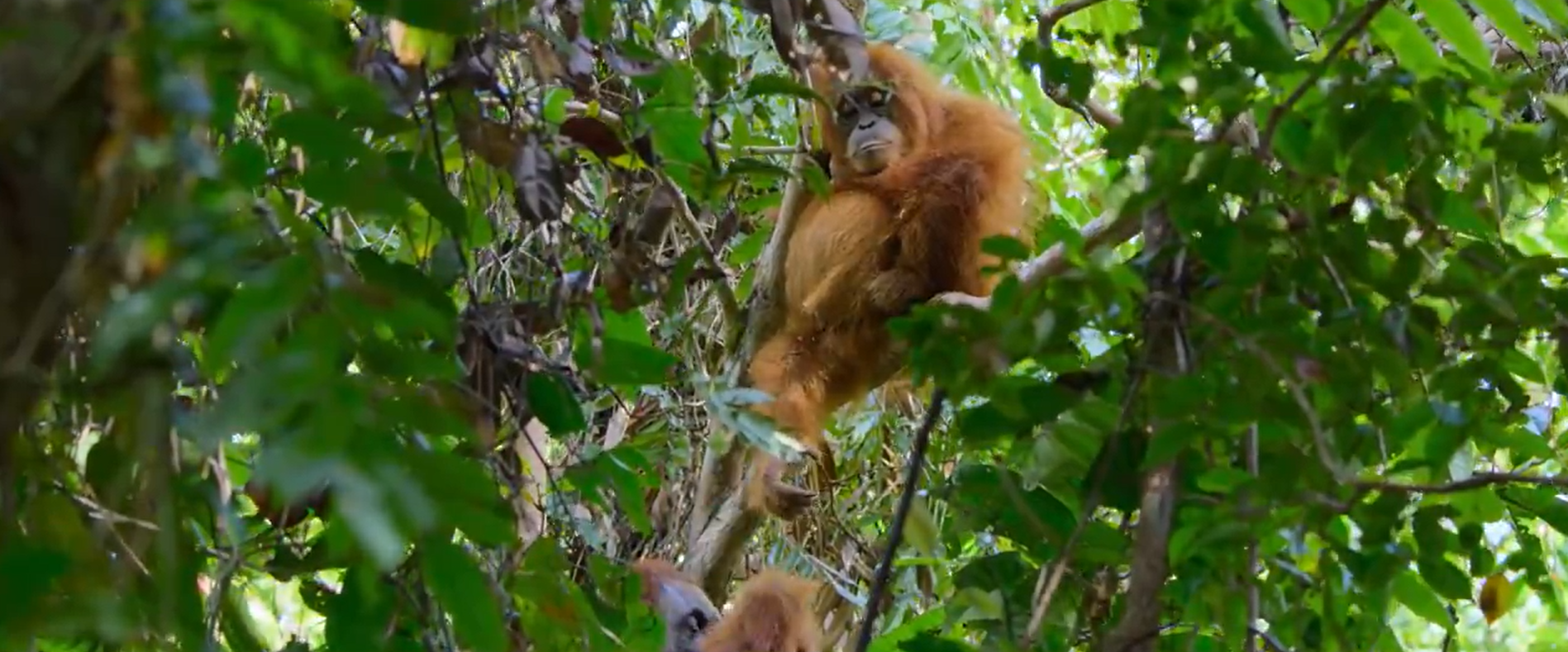 Кадр 3 з Таємне життя орангутангів