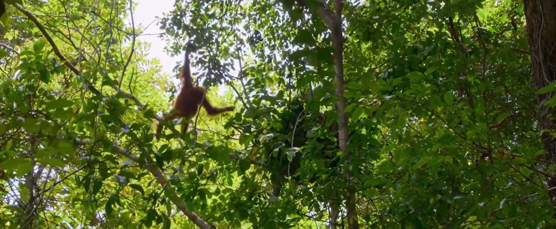 Кадр 4 з Таємне життя орангутангів