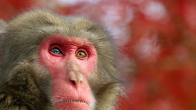 Кадр 1 з Таємне життя тварин 1 сезон