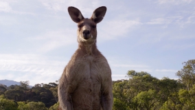 Кадр 4 з Таємне життя тварин 1 сезон