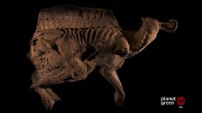 Кадр 3 з Таємниці динозаврів