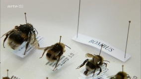 Кадр 2 з Таємниця зникнення бджіл