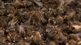 Кадр 3 з Таємниця зникнення бджіл