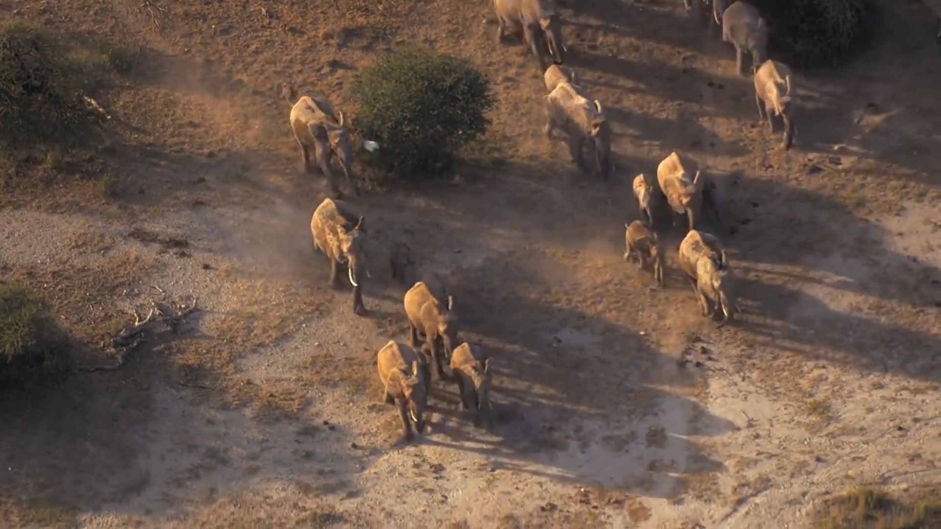 Кадр 1 з Таємний світ звуків з Дейвідом Аттенборо 1 сезон