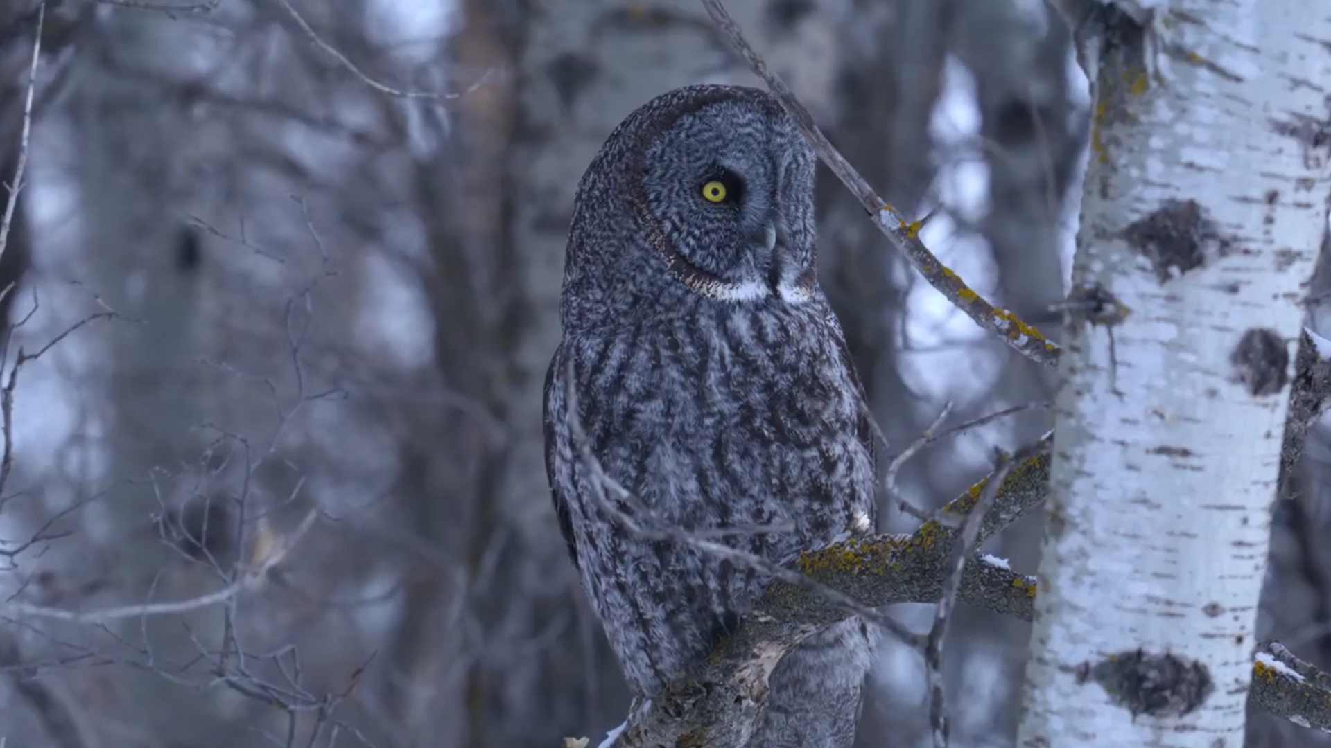 Кадр 2 з Таємний світ звуків з Дейвідом Аттенборо 1 сезон