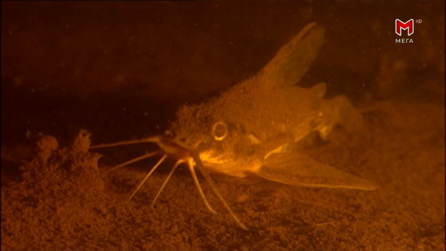 Кадр 2 з Таємниці Амазонки