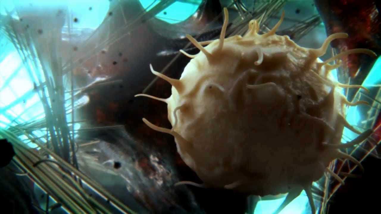 Кадр 1 з Таємниці клітини