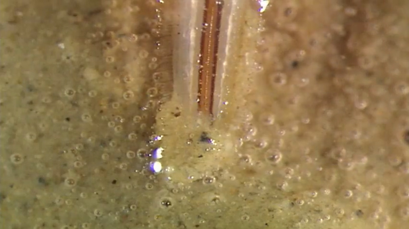 Кадр 3 з Усесвіт 1 сезон