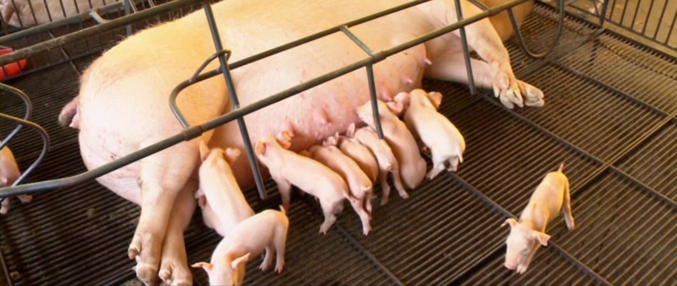 Кадр 1 з Велика рогата змова / Коровозмова