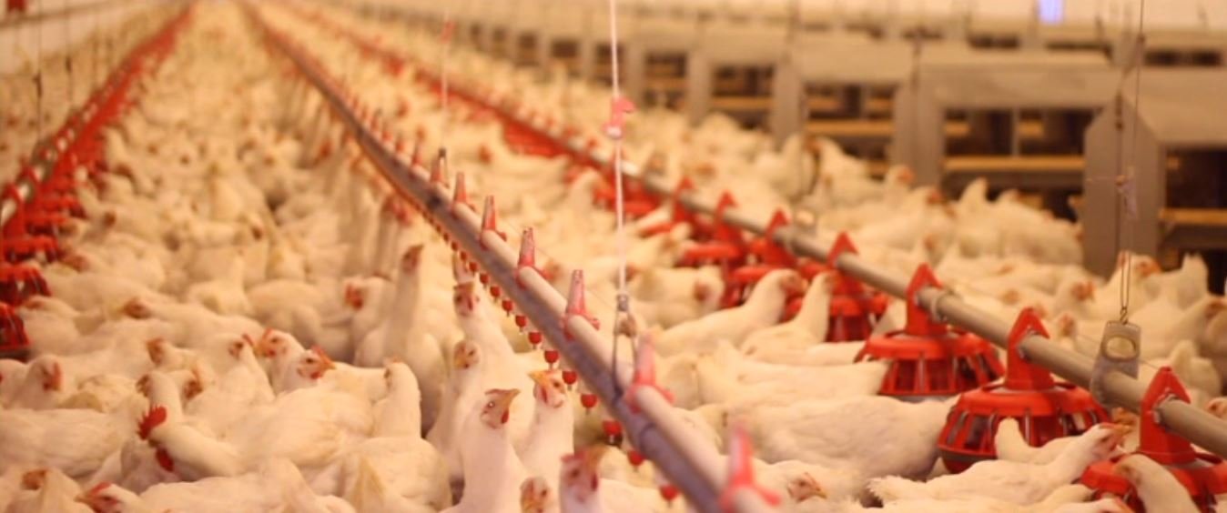 Кадр 4 з Велика рогата змова / Коровозмова