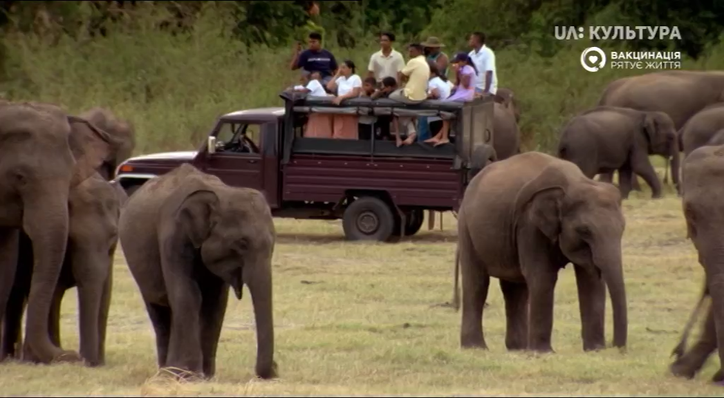 Кадр 1 з Велике зібрання слонів