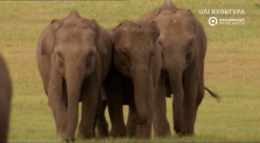 Кадр 2 з Велике зібрання слонів