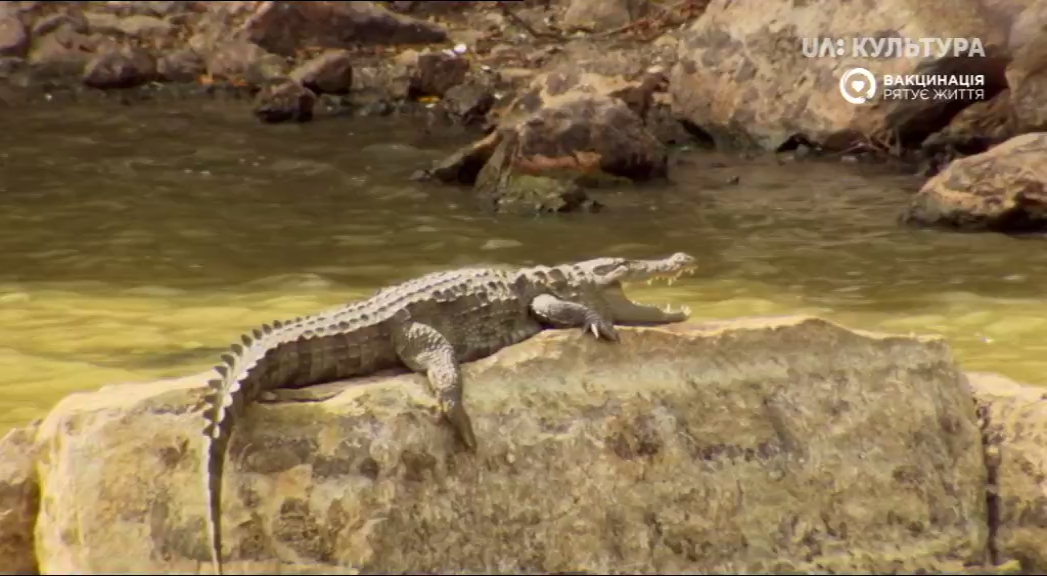Кадр 4 з Велике зібрання слонів