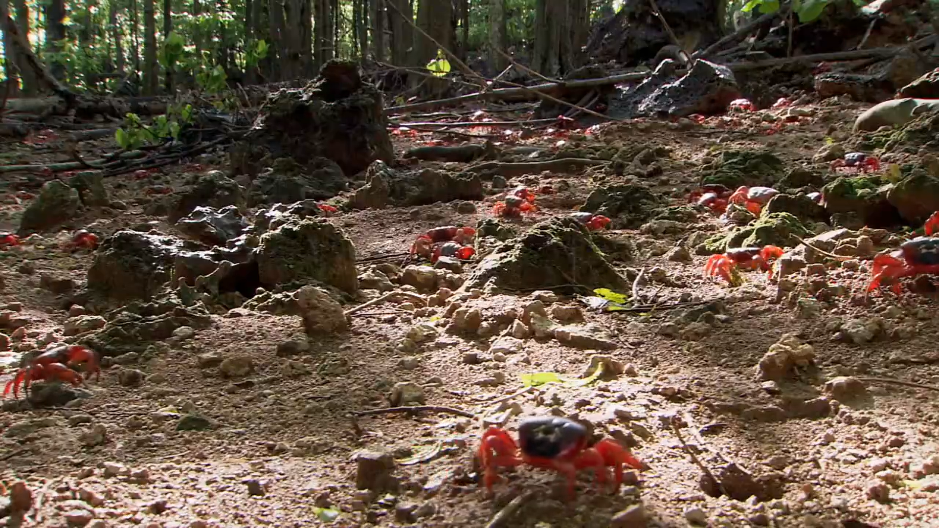 Кадр 1 з Великі міграції 1 сезон