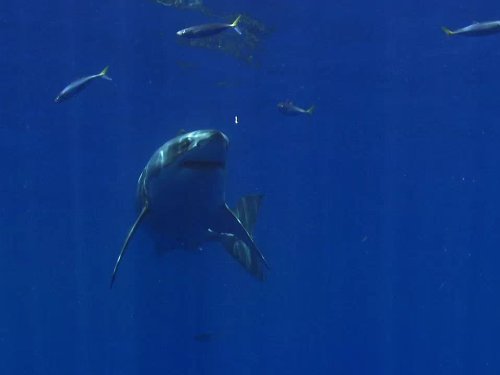 Кадр 2 з Великі міграції 1 сезон