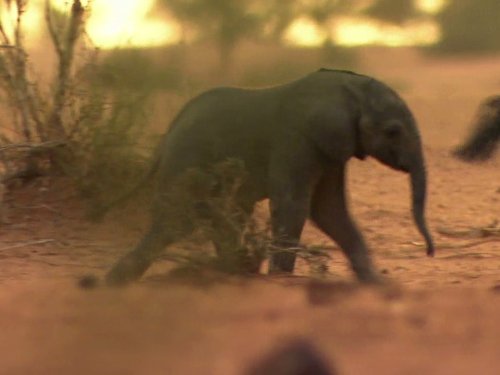 Кадр 3 з Великі міграції 1 сезон