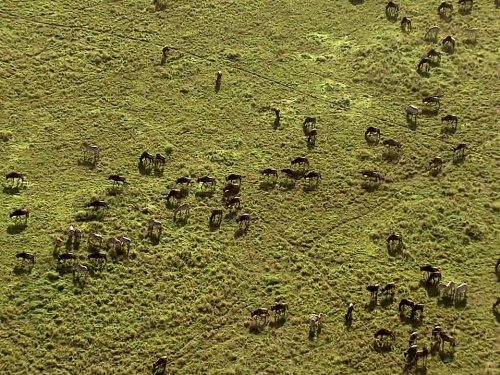 Кадр 4 з Великі міграції 1 сезон