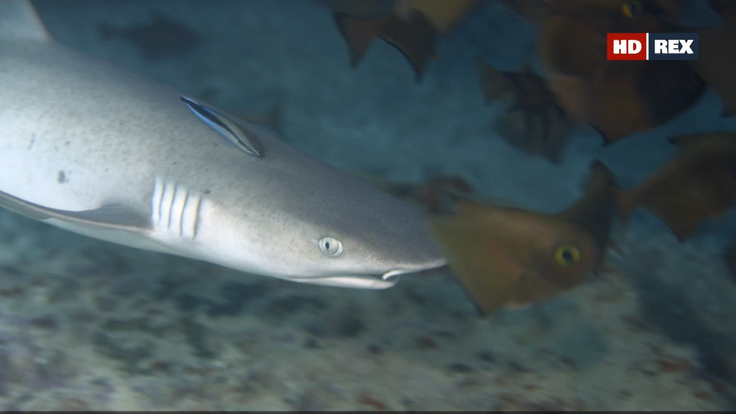 Кадр 1 з Вижити у рифах