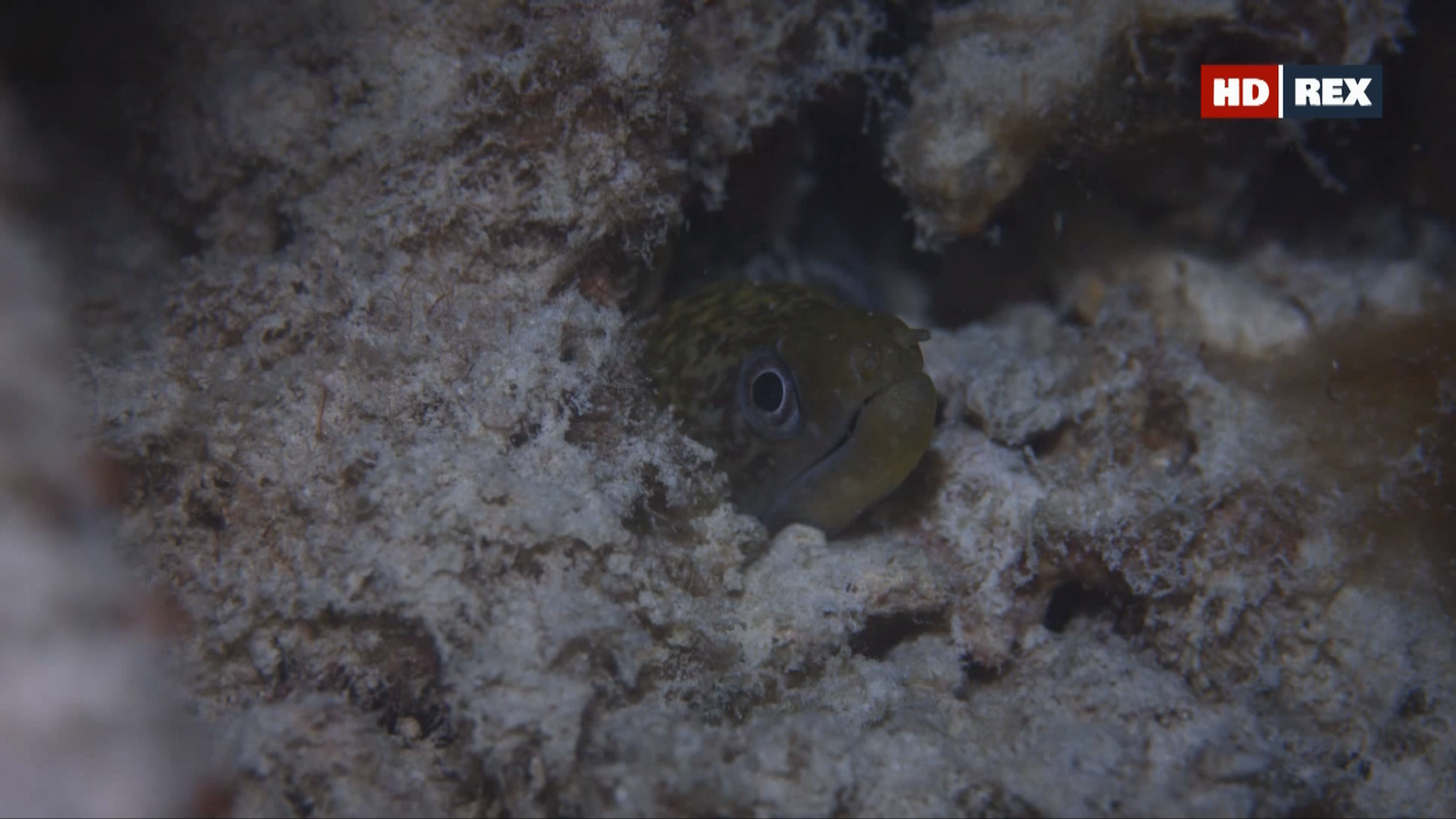 Кадр 4 з Вижити у рифах