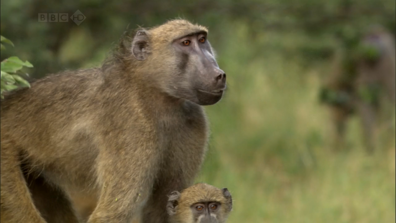 Кадр 1 з Водоспад Вікторія