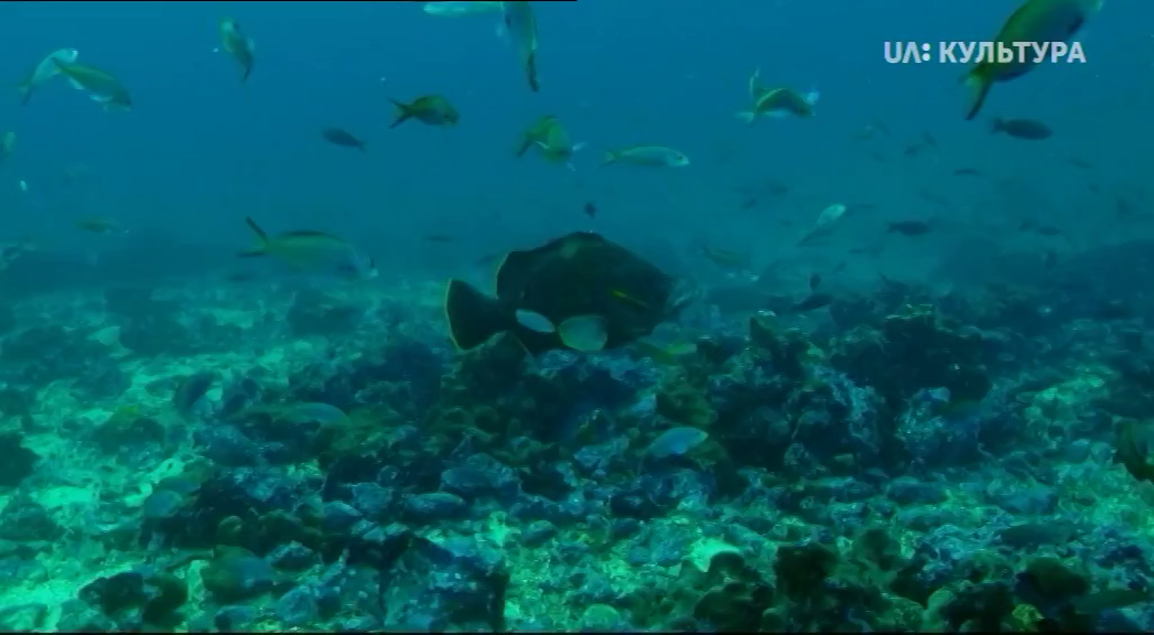 Кадр 1 з Всесвітня природна спадщина. Колумбія: Природний заповідник Малпело