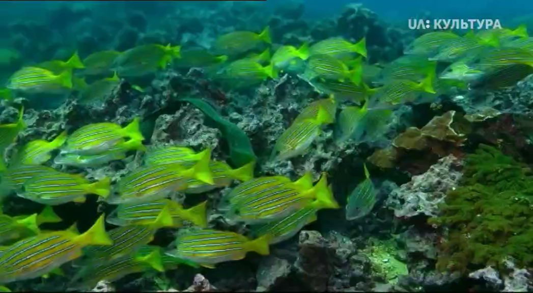 Кадр 2 з Всесвітня природна спадщина. Колумбія: Природний заповідник Малпело