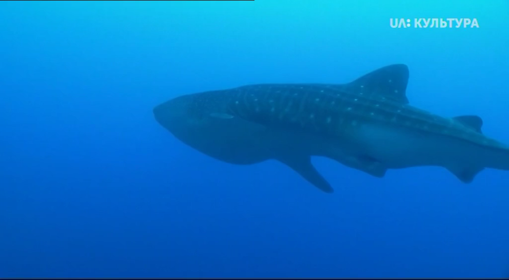 Кадр 3 з Всесвітня природна спадщина. Колумбія: Природний заповідник Малпело