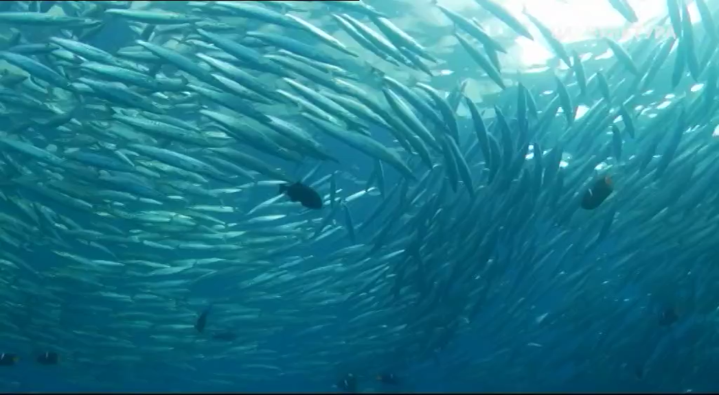 Кадр 4 з Всесвітня природна спадщина. Колумбія: Природний заповідник Малпело