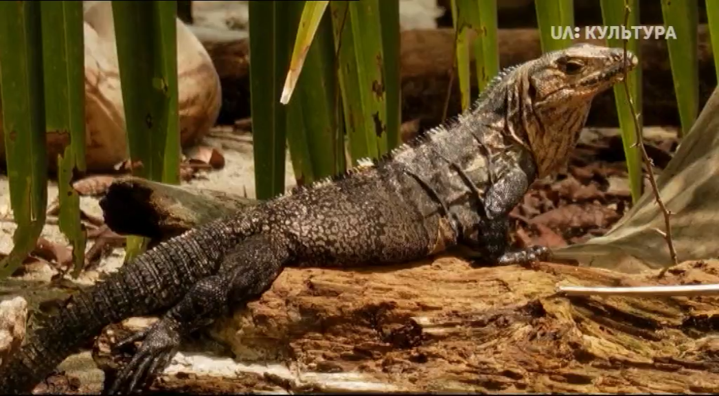 Кадр 1 з Всесвітня природна спадщина. Коста-Ріка. Національний парк Гуанакасте