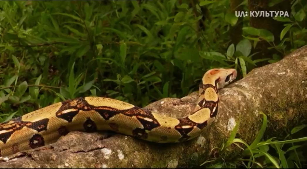 Кадр 2 з Всесвітня природна спадщина. Коста-Ріка. Національний парк Гуанакасте