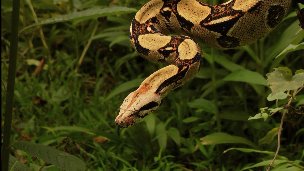 Кадр 2 з Всесвітня природна спадщина. Панама: Національний парк Ла Амістад