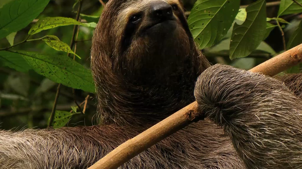 Кадр 4 з Всесвітня природна спадщина. Панама: Національний парк Ла Амістад