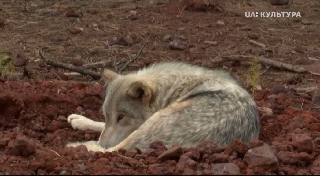 Кадр 3 з Всесвітня природна спадщина. США: Єллоустоунський національний парк