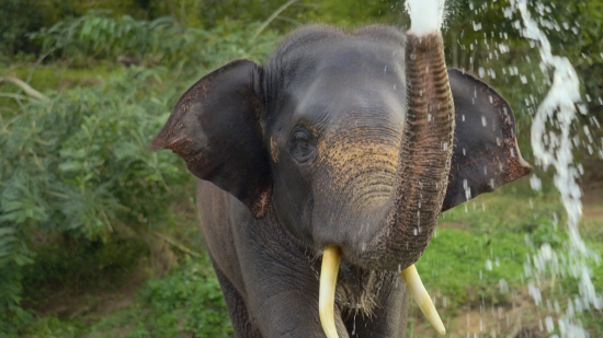 Кадр 4 з Заклинателі слонів
