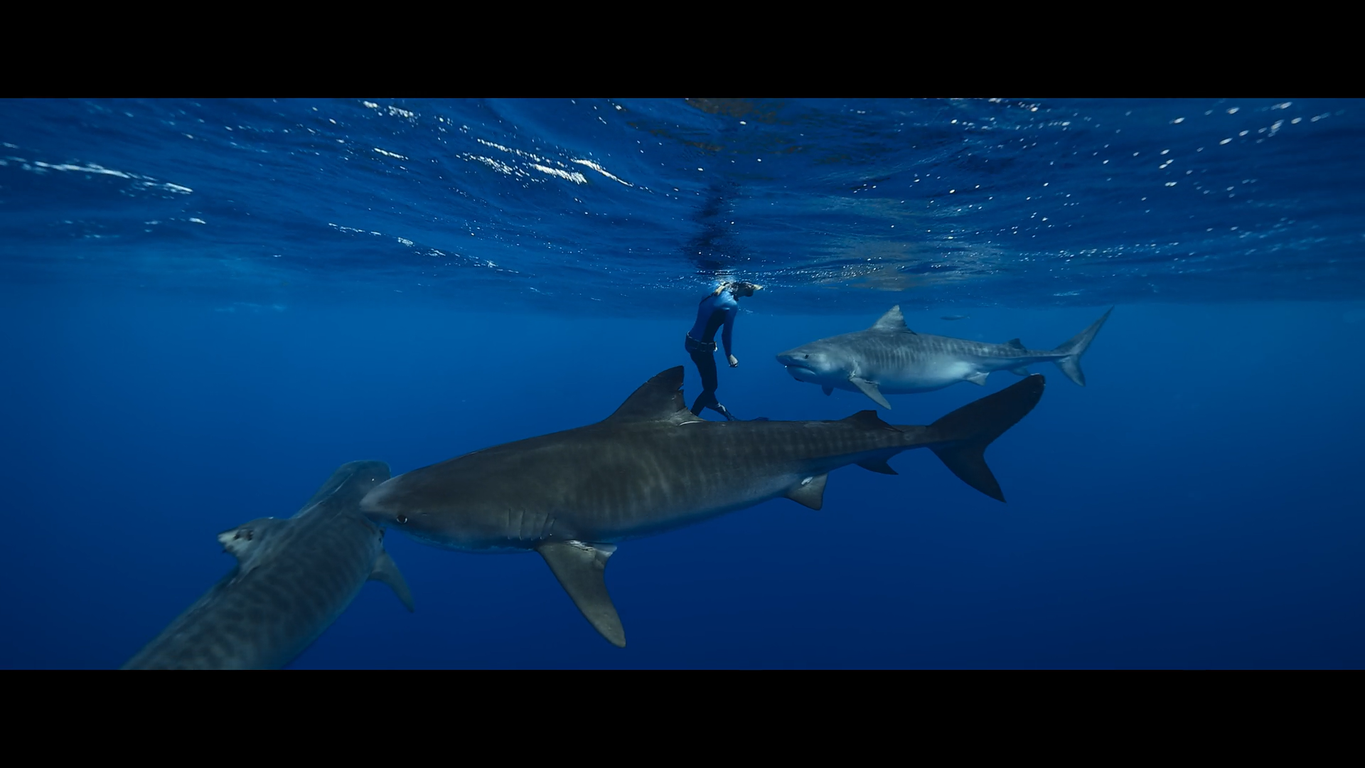 Кадр 1 з Заклиначка акул