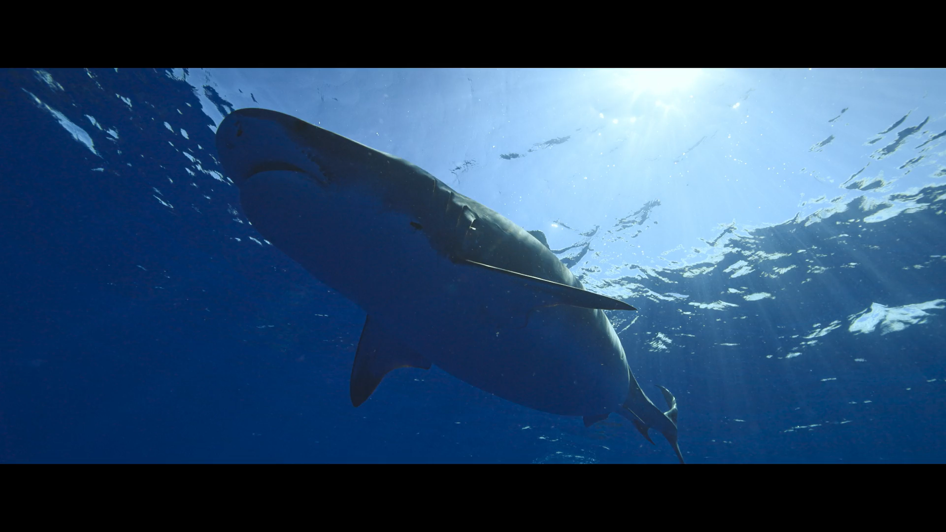 Кадр 2 з Заклиначка акул