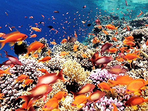 Кадр 4 з Земля: Сила планети 1 сезон