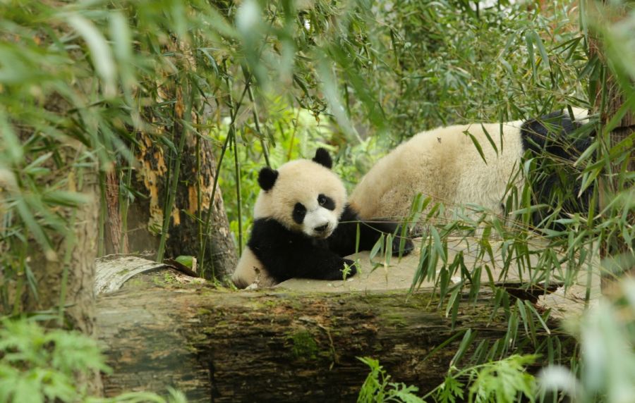 Кадр 2 з Земля: Один вражаючий день