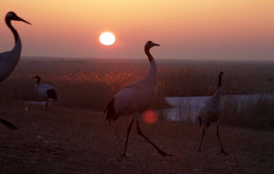 Кадр 4 з Земля: Один вражаючий день