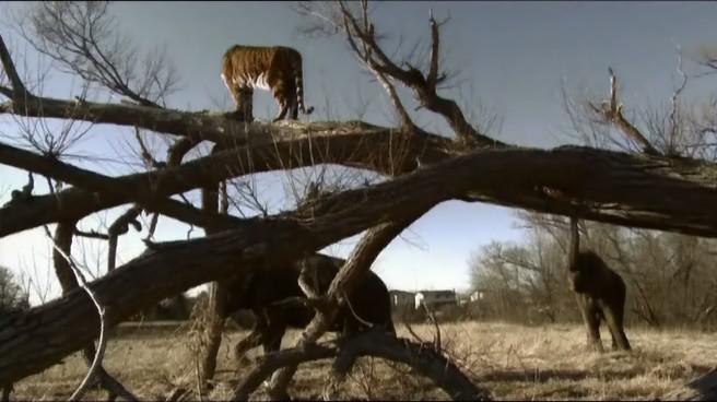 Кадр 2 з Земля: Життя без людей