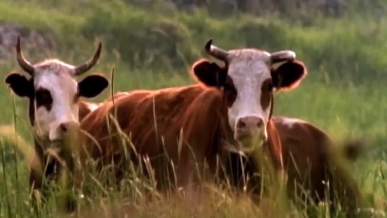 Кадр 1 з Земляни