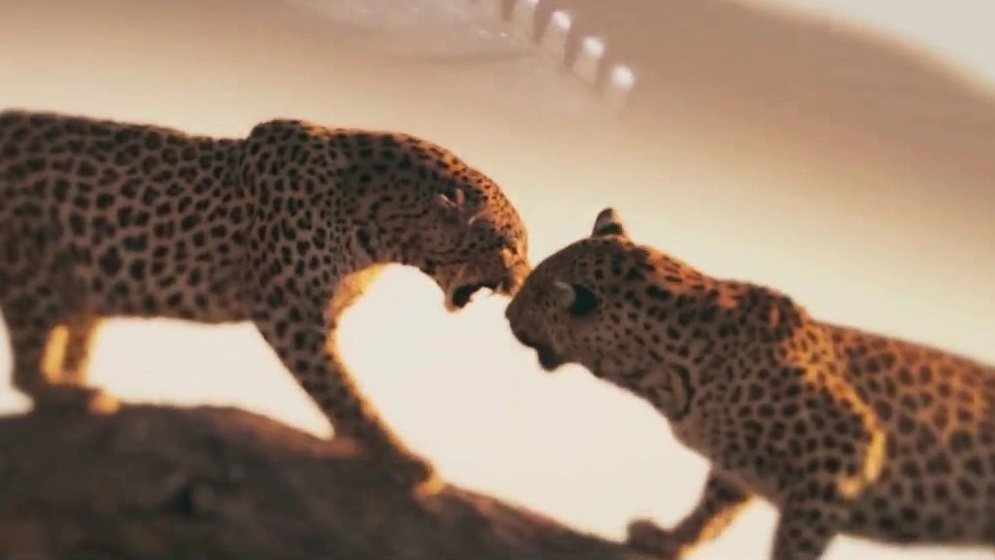 Кадр 1 з Життя з леопардами